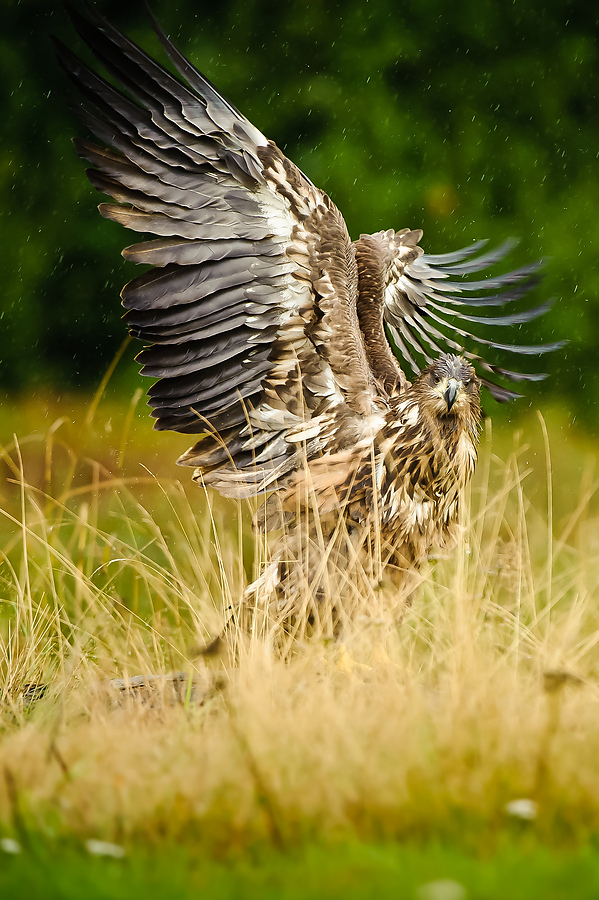 20100830 31422 [NIKON D3] 400 mm,1 500 Sek. bei f   4,5 Bearbeitet