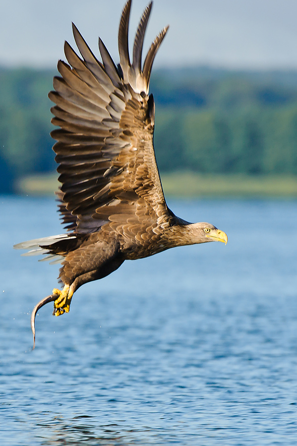 20100831 31667 [NIKON D3] 400 mm,1 1250 Sek. bei f   6,3