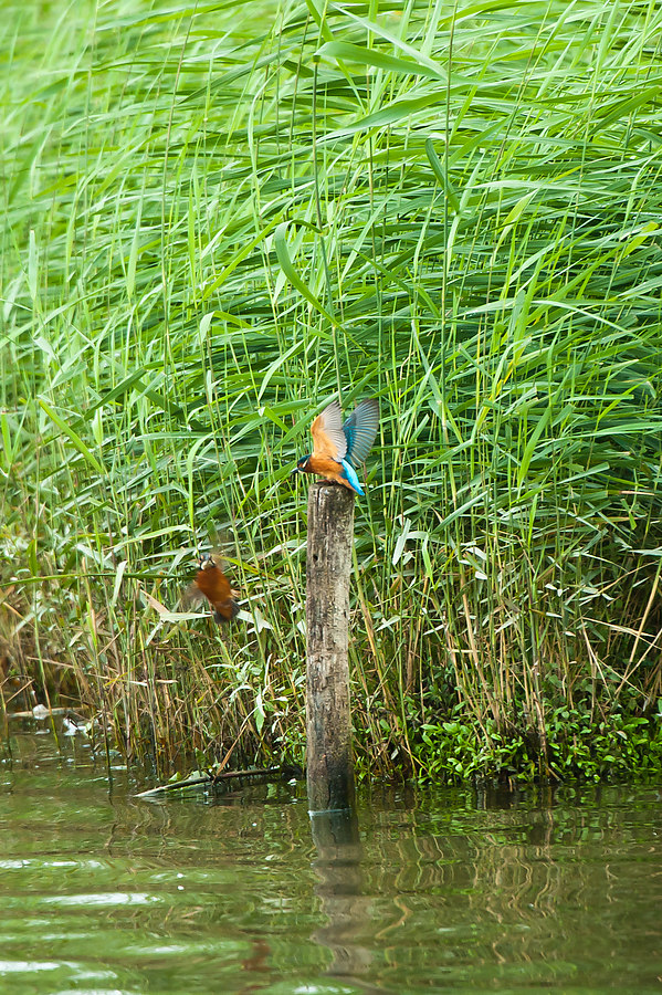 20100911 32030 [NIKON D3] 550 mm,1 125 Sek. bei f   5,6