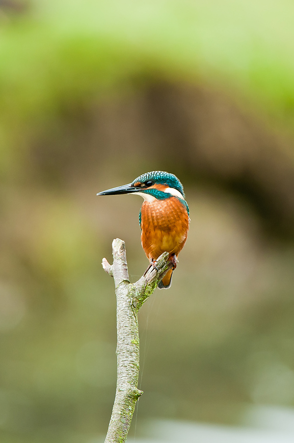 20100911 32036 [NIKON D3] 550 mm,1 80 Sek. bei f   5,6