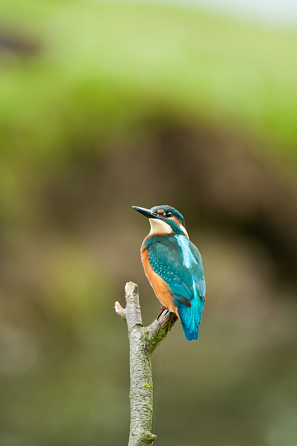 20100911 32051 [NIKON D3] 550 mm,1 80 Sek. bei f   5,6
