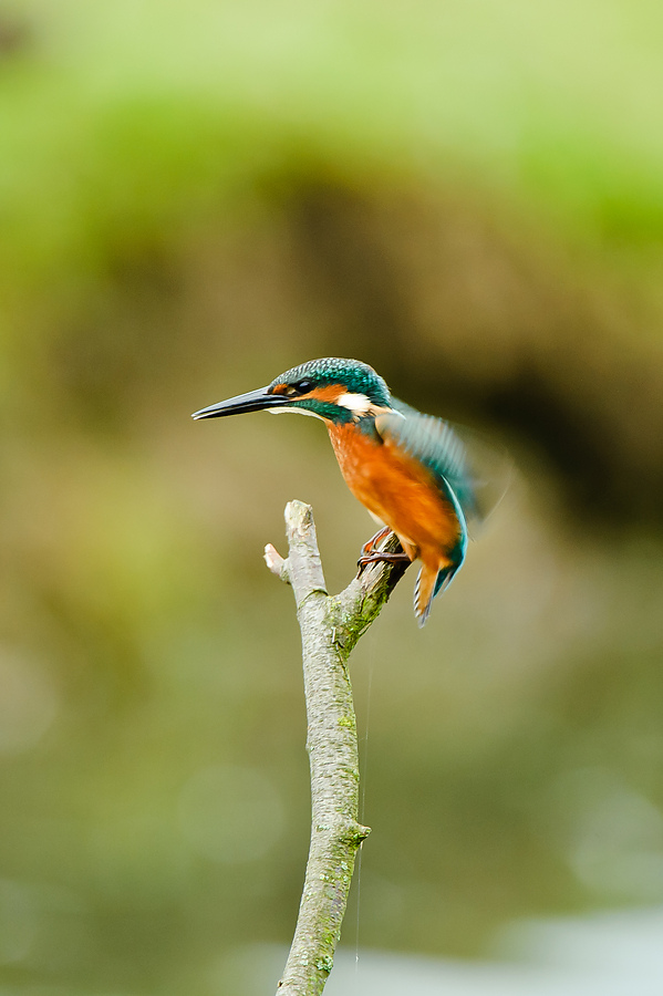 20100911 32116 [NIKON D3] 550 mm,1 80 Sek. bei f   5,6