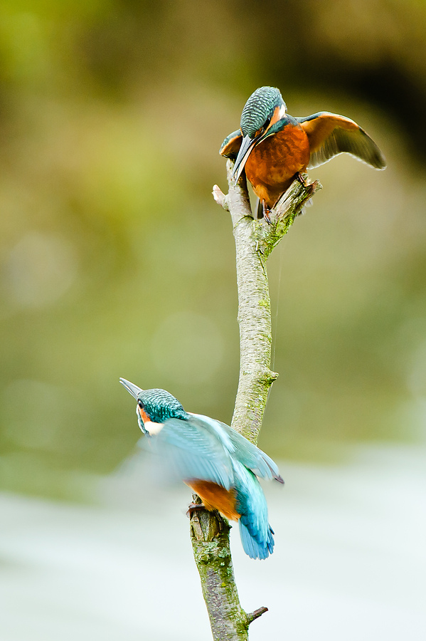 20100911 32164 [NIKON D3] 550 mm,1 100 Sek. bei f   5,6