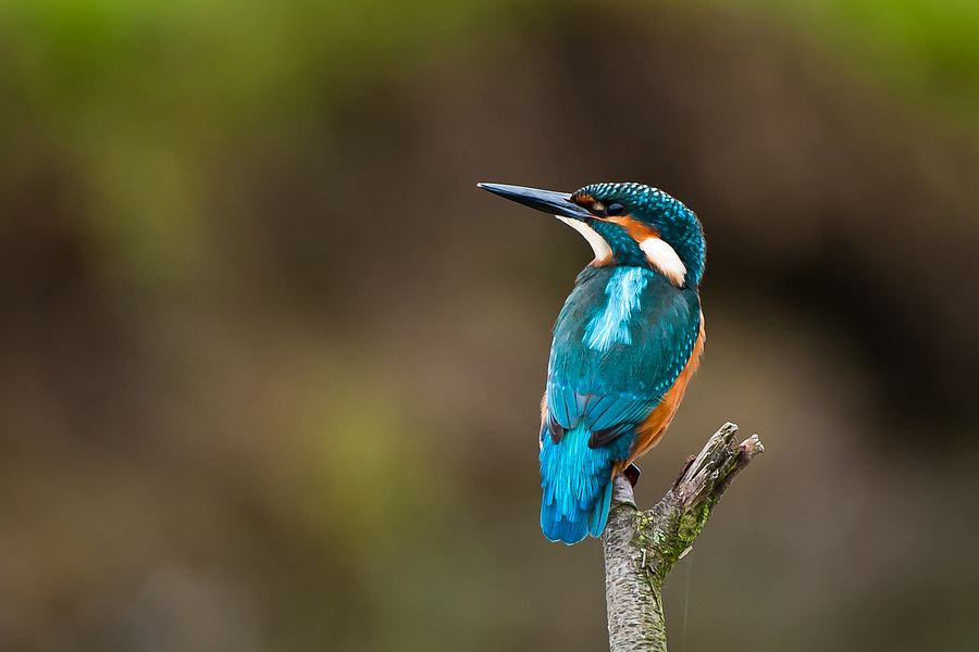 20100911 32177 [NIKON D3] 550 mm,1 100 Sek. bei f   5,6