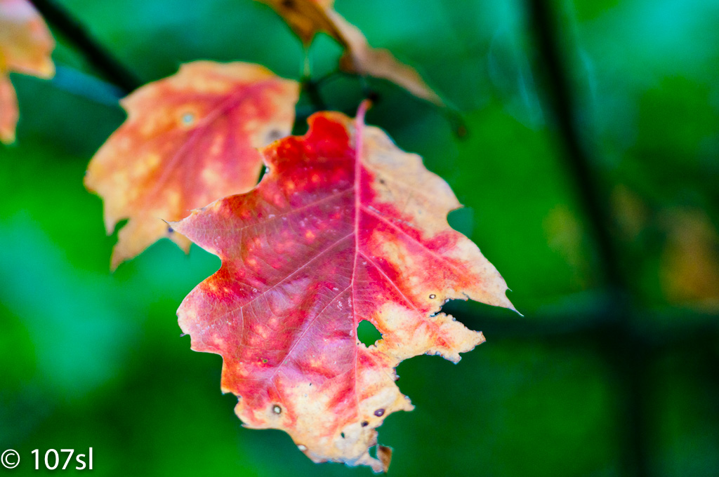20101017 6441 Mamiya 80mm 2.8
