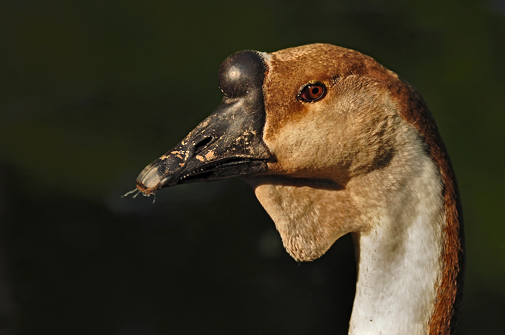 2011 04 26 DSC 0536 1000