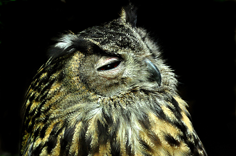 2011 04 26 DSC 0546 1000