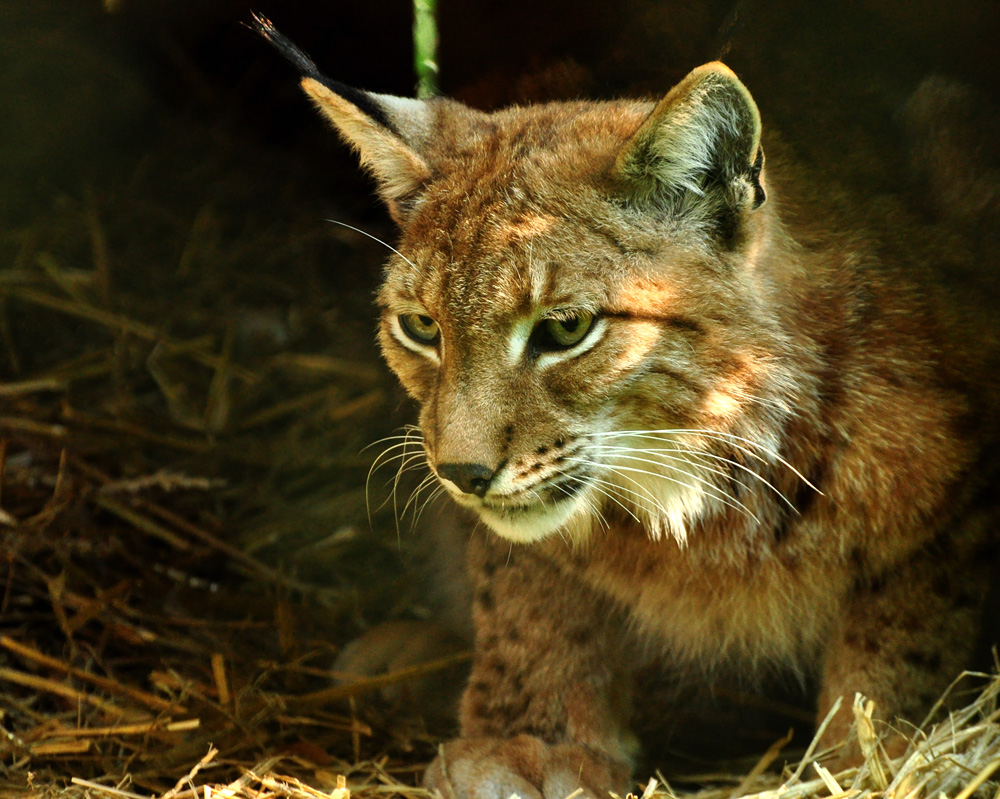 2011 04 26 DSC 0568 1000