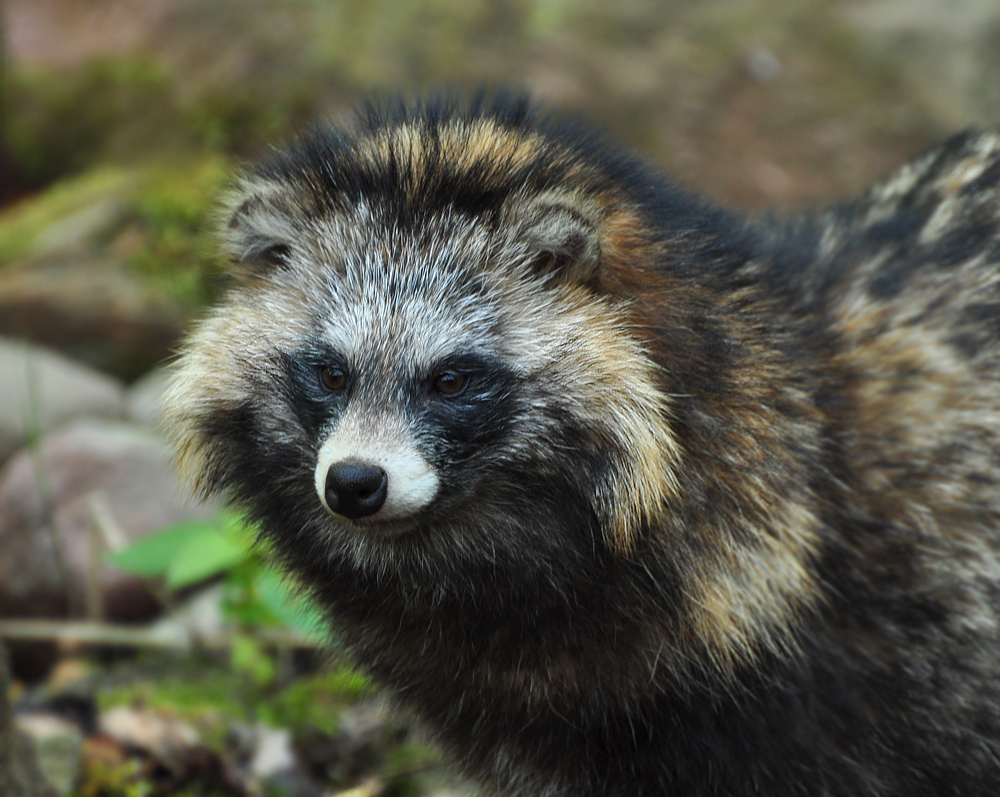 2011 04 26 DSC 0635 1000