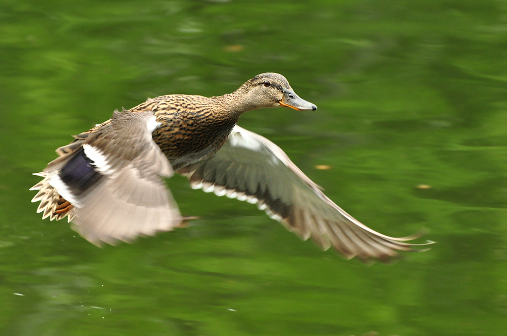 2011 04 26 DSC 0836 1024