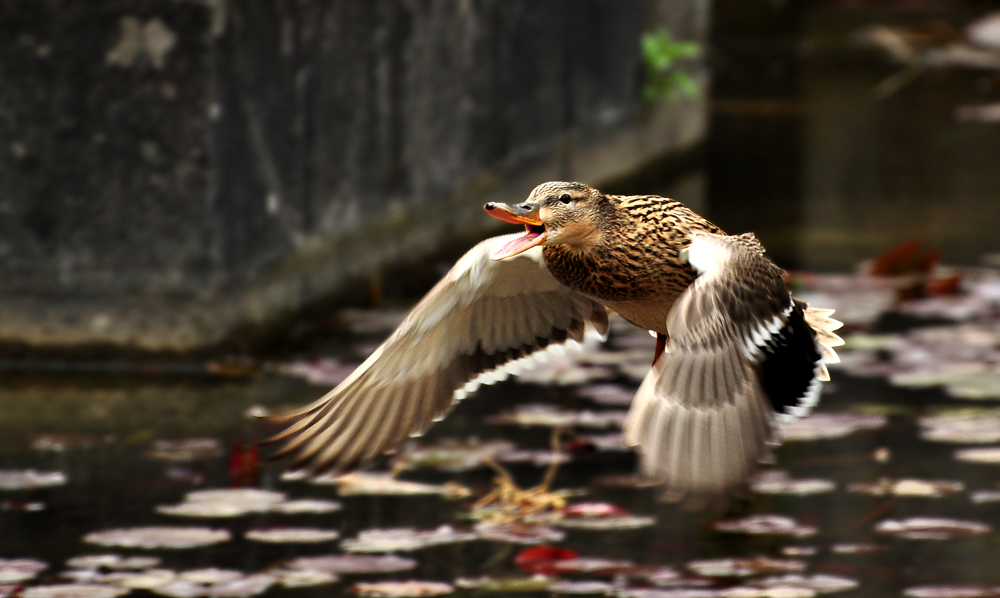 2011 04 26 DSC 0852 1000