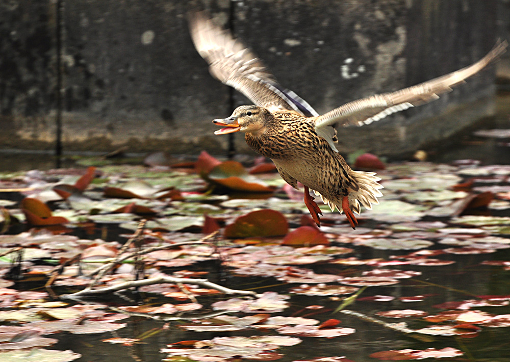 2011 04 26 DSC 0853 1000