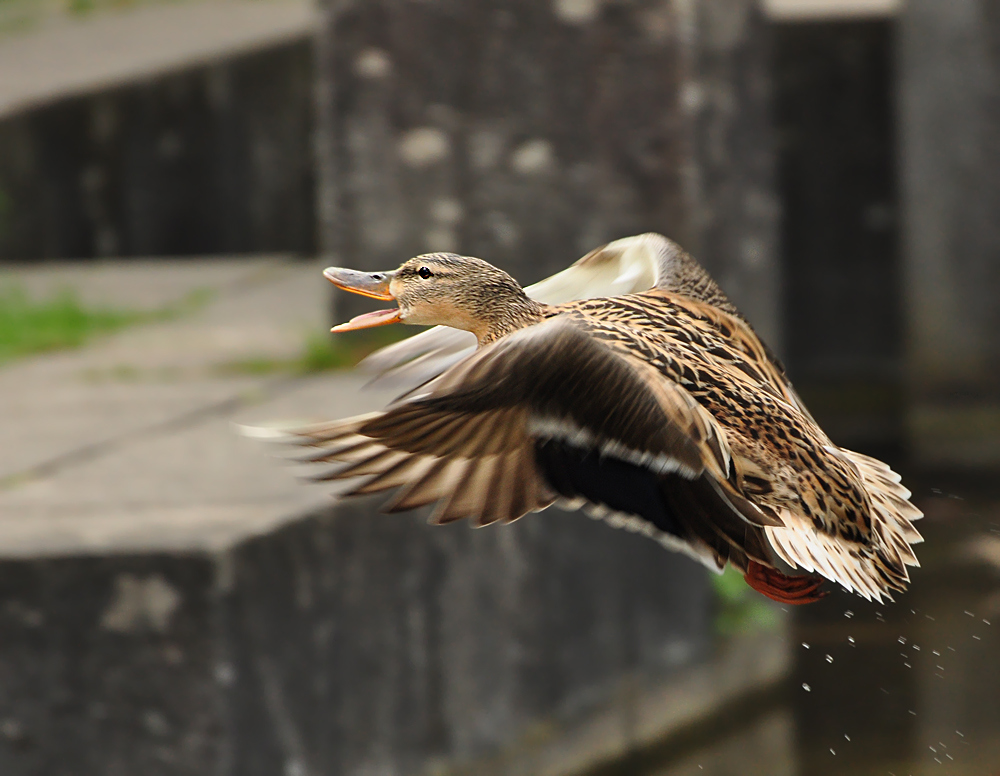 2011 04 26 DSC 0859 1000