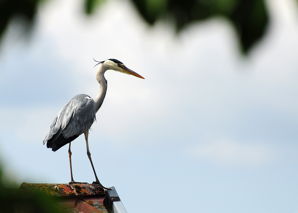2011 05 15 DSC 1378 1000