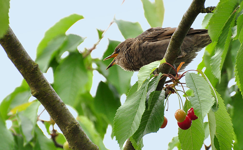 2011 05 17 DSC 1526 1000 b
