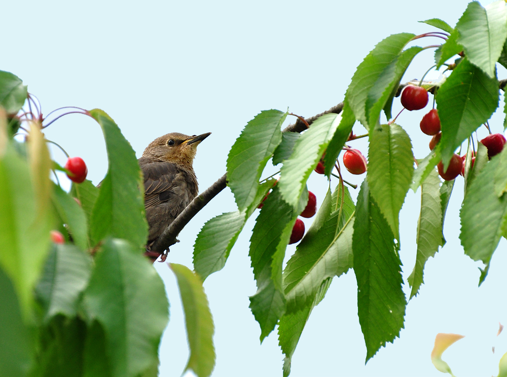 2011 05 17 DSC 1582 1000 a