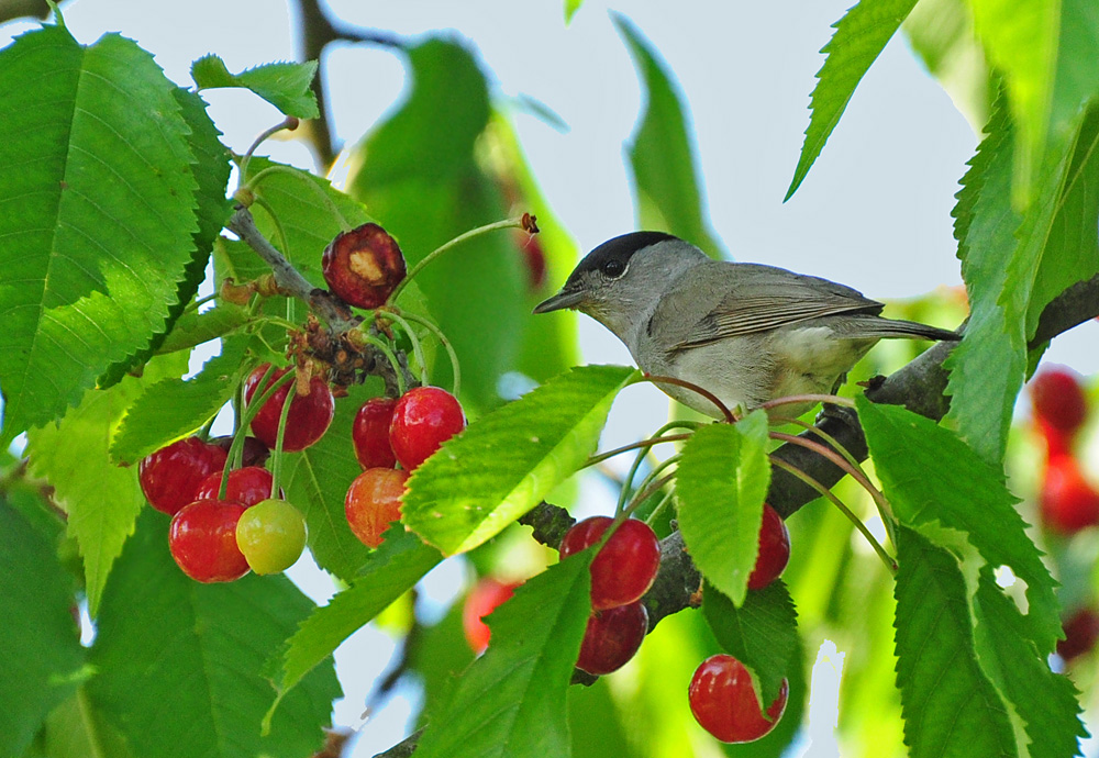 2011 05 19 DSC 1677 1000