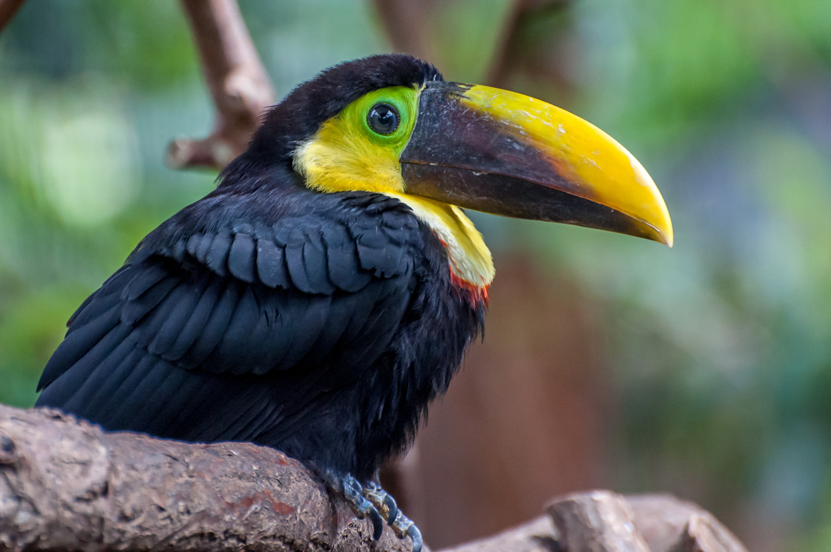 2011-06-24 04 Yellow-throated Toucan.jpg