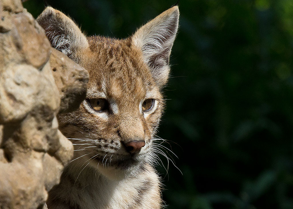 2011 08 20 1116 Uhr Junger Luchs