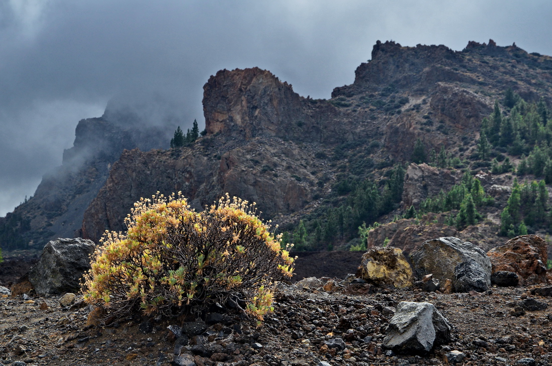 2011-11_Teneriffa_Teide_DSE_8874_nff.JPG