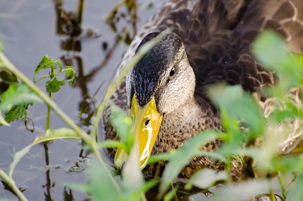 20110803 4790 [NIKON D5100] 300 mm,1 60 Sek. bei ƒ   7,1 Bearbeitet