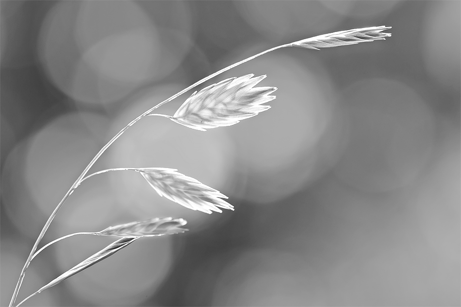 20110831 106 sw