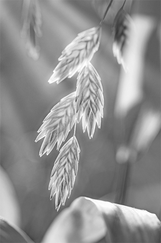 20110831 163aaaneopan sw
