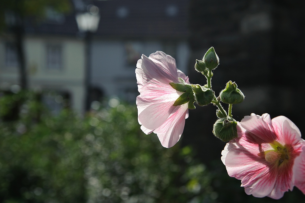 20110917 0049 [NIKON D3] 42 mm,1 1250 Sek. bei ƒ   5,0