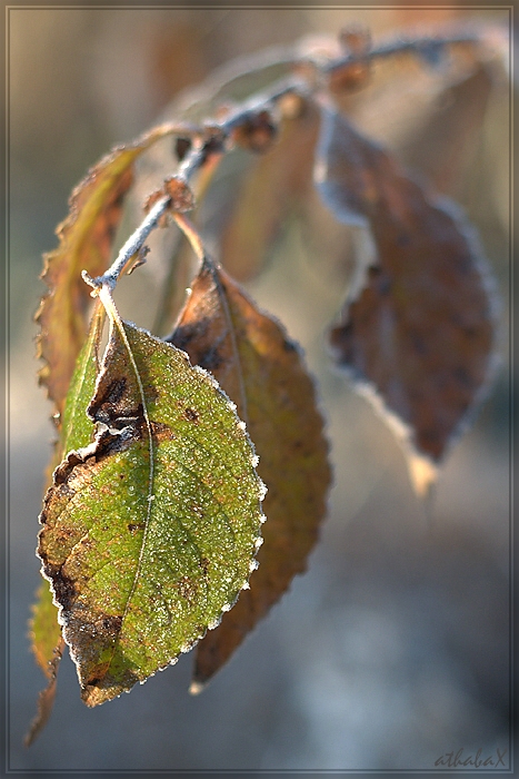 20111118 1017 2 comp