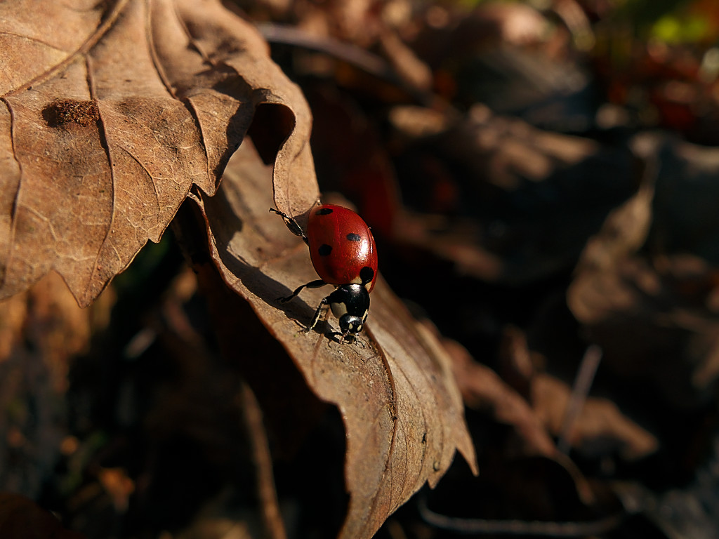 20111208 135558 1024