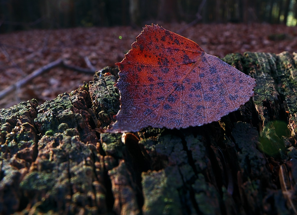 20111208 144322 239