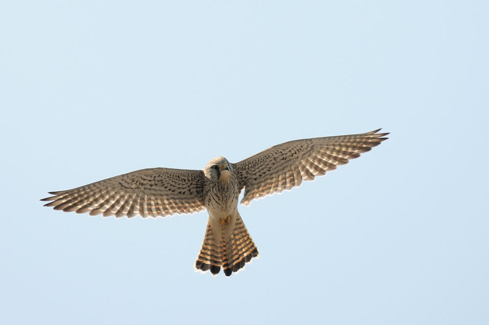 2012 03 25 12 14 59 D30 4860 copy