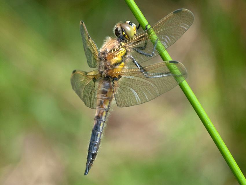2012 05 19 am Morgen 003