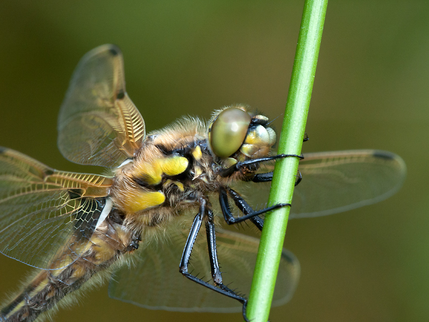 2012 05 19 am Morgen 004