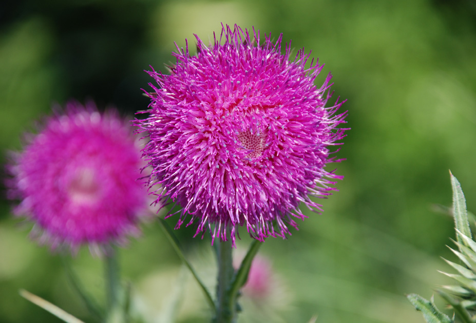 2012 06 03 0030 Distel