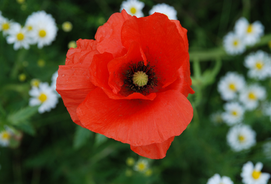 2012 06 10 0092 Mohn 1