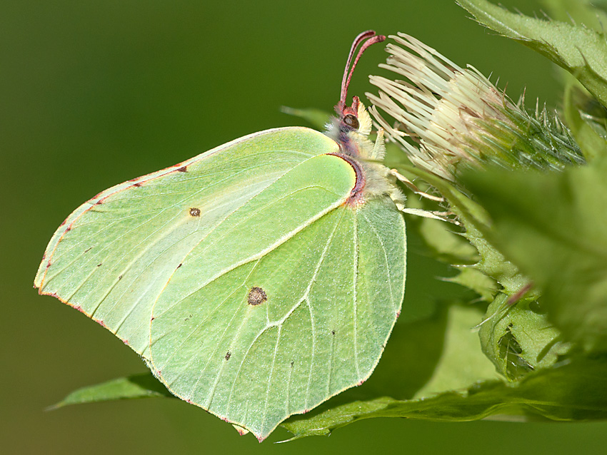2012-08-01 Zitronenfalter weiblich