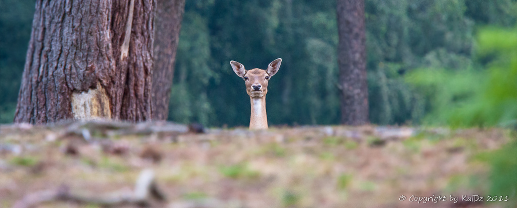 2012 08 11 0931Uhr Damwild