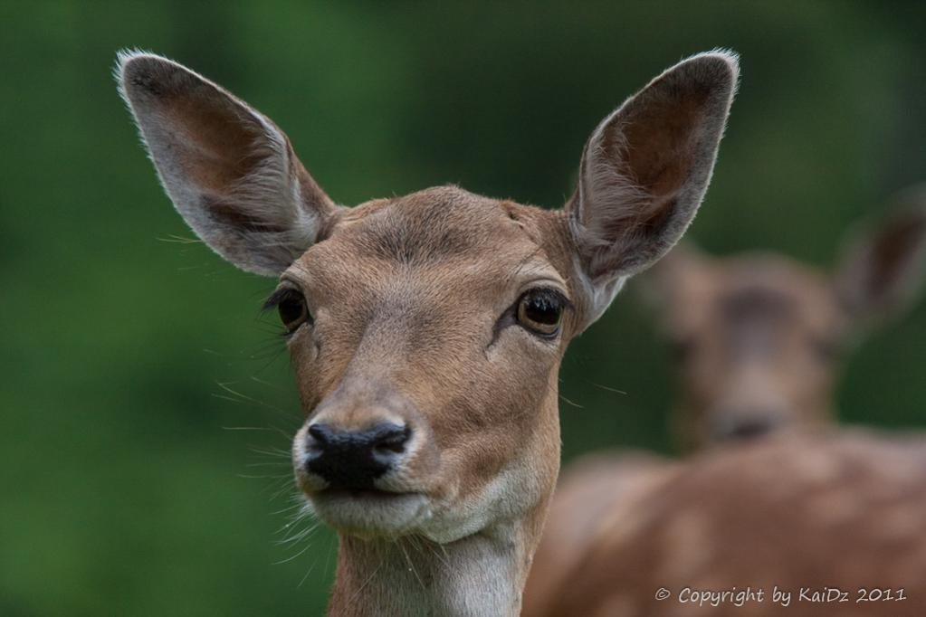 2012 08 11 0948Uhr Damwild