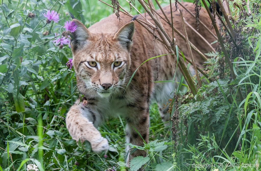 2012 08 11 1032Uhr Luchs