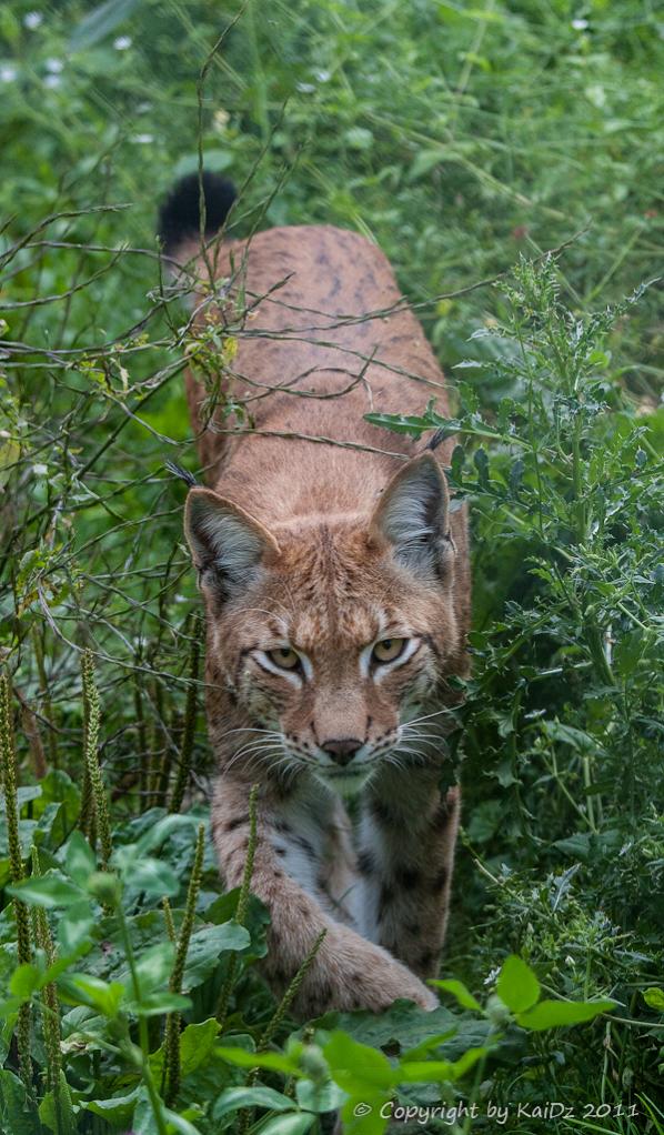 2012 08 11 1041 Uhr Luchs