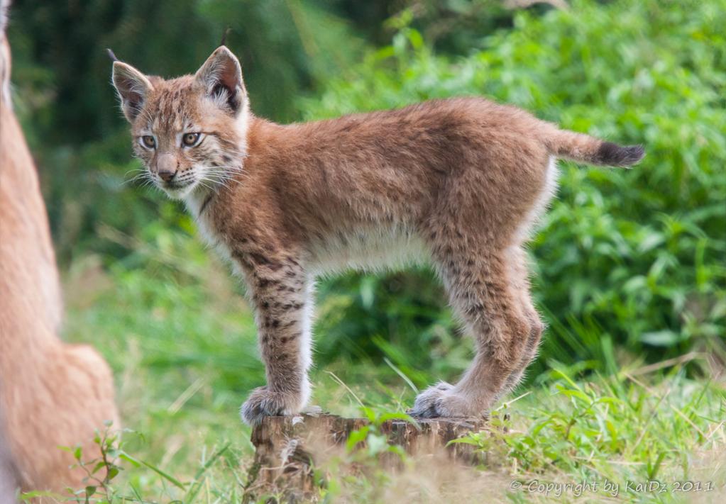 2012 08 11 1059 Uhr junger Luchs