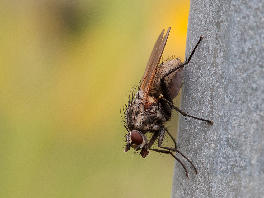 2012 10 21 Fliege im Sonnenschein