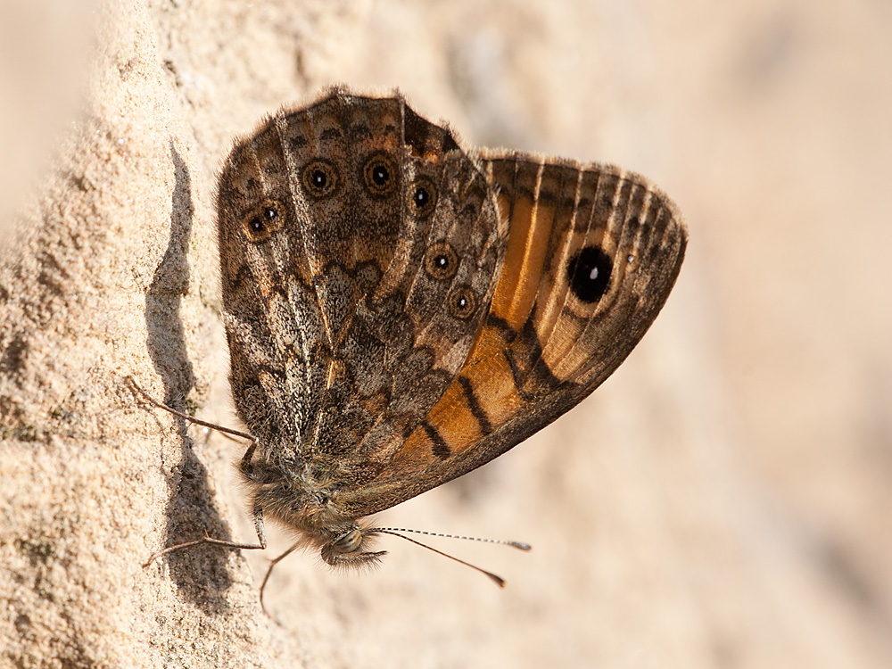 2012 10 21 Perlmutterfalter