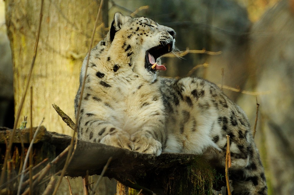 20120115 11 Zoo Rostock