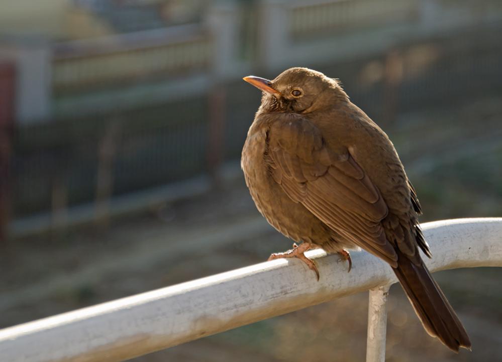 20120202 DSC 2814 Vogel 2