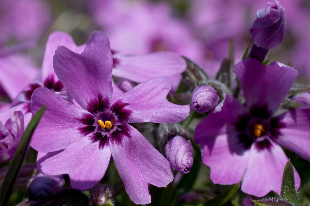 20120421  DSC6279
