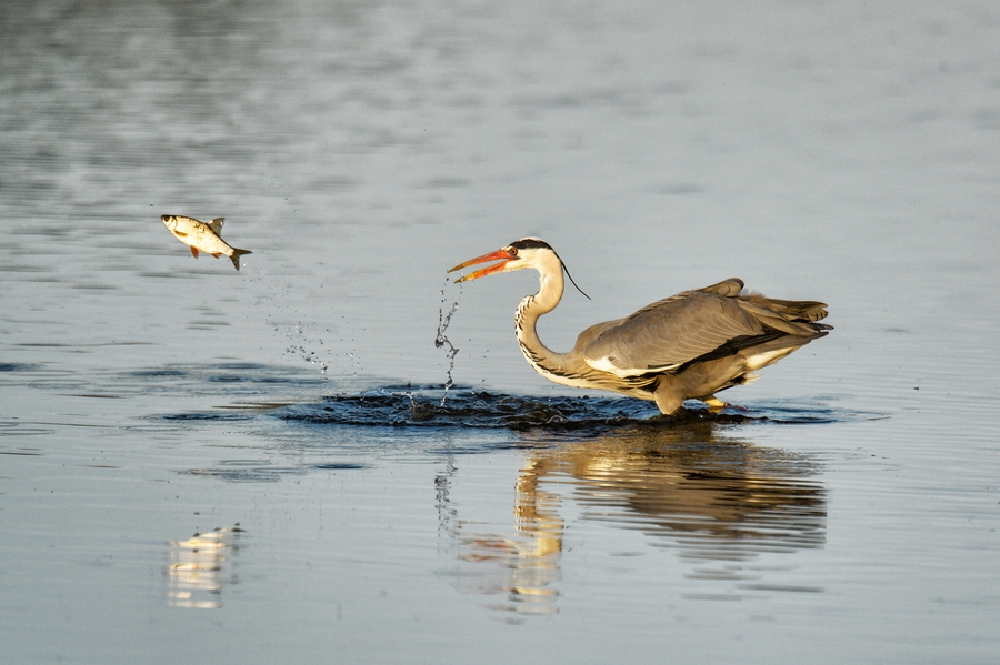 20120527 2674 [NIKON D4] 850 mm,1 4000 Sek. bei ƒ   7,1 Bearbeitet