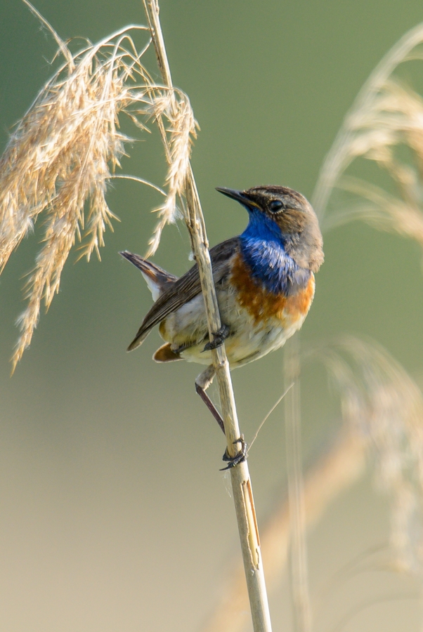 20120528 9509 [NIKON D7000] 850 mm,1 500 Sek. bei ƒ   6,3