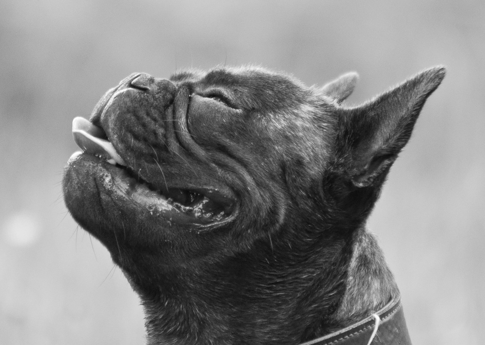 20120611 8214 Hundetreffen Truppo
